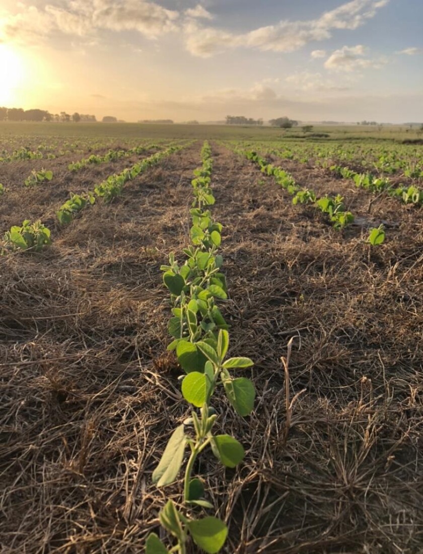 La siembra de soja en Argentina crecerá por primera vez en siete años